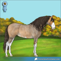 Horse Color:White Spotted Buckskin Roan 