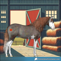 Horse Color:Midnight Red Onyx Splash Appaloosa 