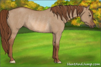 Horse Color:Red Dun Rabicano