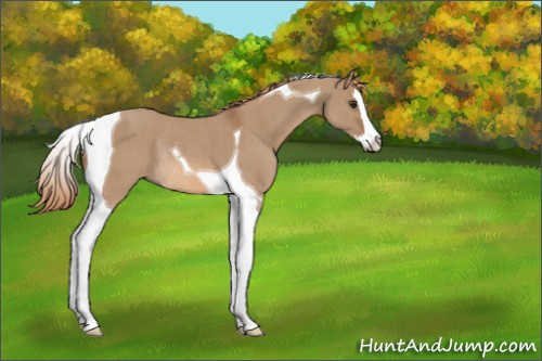 Horse Color:Red Dun Splash Tobiano Rabicano