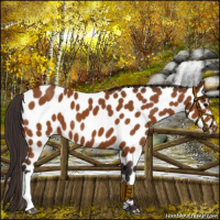 Horse Color:Buckskin Appaloosa 