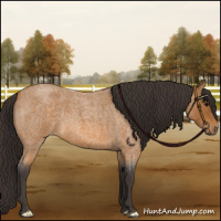 Horse Color:Buckskin Roan 