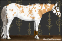 Horse Color:White Spotted Buckskin Splash Near Leopard Rabicano 