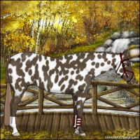 Horse Color:Chocolate Palomino Near Leopard 