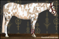 Horse Color:Chocolate Palomino Pearl Appaloosa 