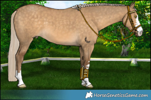 Horse Color:Chocolate Palomino Dun 
