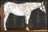 Horse Color:Liver Red Dun Roan Splash Near Leopard Rabicano 