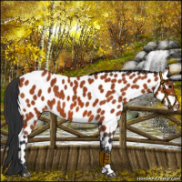 Horse Color:Bay Appaloosa