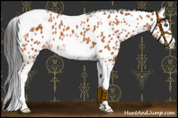 Horse Color:Bay Tobiano Frame Leopard 
