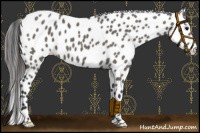 Horse Color:Grullo Appaloosa
