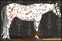 Horse Color:Bay Leopard 