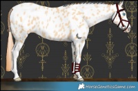 Horse Color:Buckskin Pearl Appaloosa
