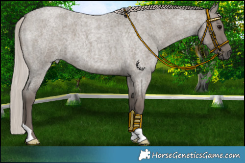 Horse Color:Silver Grullo Roan 