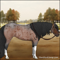 Horse Color:Brown Roan