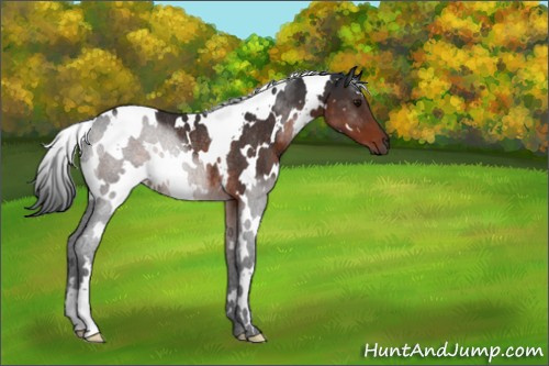 Horse Color:White Spotted Brown Rabicano 