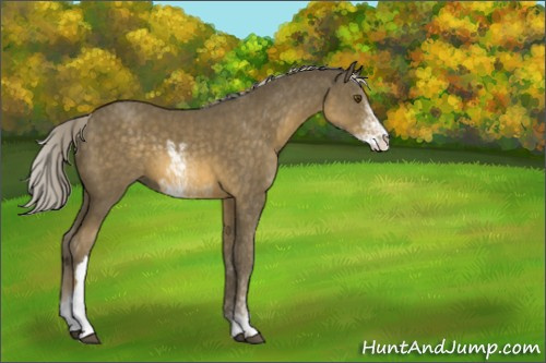 Horse Color:Chocolate Palomino Mushroom Sabino 