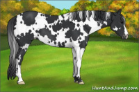 Horse Color:White Spotted Black Appaloosa