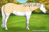 Horse Color:Palomino Roan Splash 