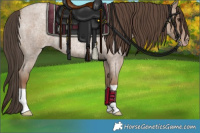 Horse Color:Classic Champagne Roan Rabicano 