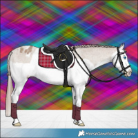 Horse Color:Classic Champagne Splash Appaloosa 