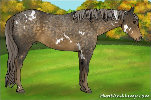 Horse Color:White Spotted Chocolate Palomino 