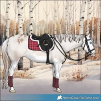 Horse Color:Amber Champagne Splash Appaloosa 