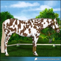 Horse Color:Chocolate Palomino Near Leopard 