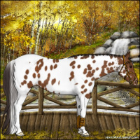 Horse Color:Buckskin Tobiano Appaloosa 