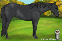 Horse Color:Black Rabicano 