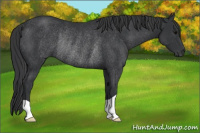 Horse Color:Black Rabicano 
