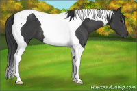 Horse Color:Black Tobiano 