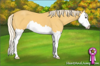 Horse Color:Palomino Splash 