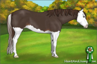 Horse Color:Liver Chestnut Splash 