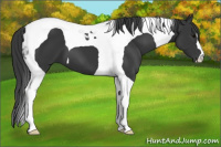 Horse Color:Black Tobiano