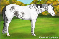 Horse Color:White Spotted Grullo Tobiano