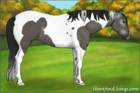 Horse Color:Gray Grullo Tobiano 