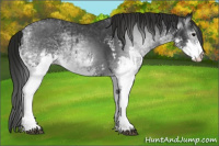 Horse Color:White Spotted Blue Roan Rabicano and Gray White Spotted Blue Roan Rabicano