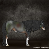 Horse Color:Liver Chestnut Sabino 