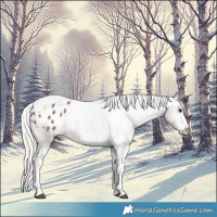 Horse Color:White Spotted Silver Grullo Tobiano Appaloosa 