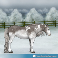 Horse Color:White Spotted Silver Black 
