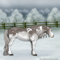 Horse Color:White Spotted Silver Black 