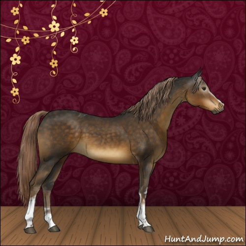 Horse Color:Gray White Spotted Chocolate Palomino Tobiano 