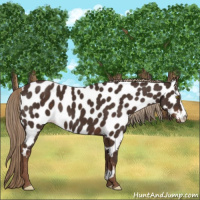 Horse Color:Liver Chestnut Near Leopard 