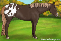 Horse Color:Liver Chestnut Appaloosa