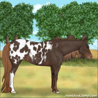 Horse Color:Liver Chestnut Appaloosa