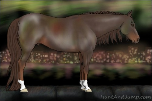 Horse Color:Liver Chestnut 
