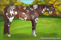 Horse Color:White Spotted Chocolate Brown