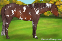 Horse Color:White Spotted Chocolate Brown 