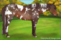 Horse Color:White Spotted Chocolate Brown