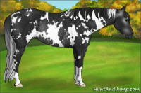 Horse Color:Gray White Spotted Black Rabicano